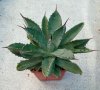 Agave Potatorum Cv.Cubic , снимка 1 - Стайни растения - 42876769