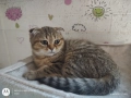 Британски котенца , снимка 10