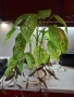 Дифенбахия в комбинация пурпорно сърце., снимка 5