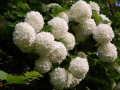 🩷🌿🌸 Калина „Снежна топка“ (Viburnum opulus ‘Roseum’ / “Boule de Neige”), снимка 3