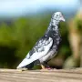 Свободни........на глас и въртене, снимка 1
