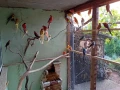 Розели,пойни папагали, млади и работни  двойки, снимка 1