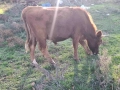 Телета (крави), снимка 7