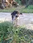 Adopt a puppy.4 кеченца бяха изхвърлени !търсим осиновители, снимка 4