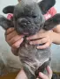 Френски булдог  ., снимка 3