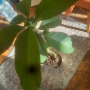 Голямо авокадо, снимка 1 - Стайни растения - 44756029