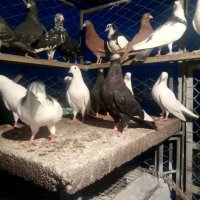 Пазарджишки гълаби, снимка 4 - Гълъби - 33845813