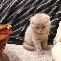 Шотландски клепоухи котета, снимка 2 - Британска късокосместа - 23991729