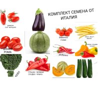 комплект от семена Испания ИЛИ Италия, снимка 2 - Сортови семена и луковици - 44285563