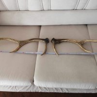 Еленови рога за закачалка на дрехи, снимка 1 - Други стоки за дома - 42764840