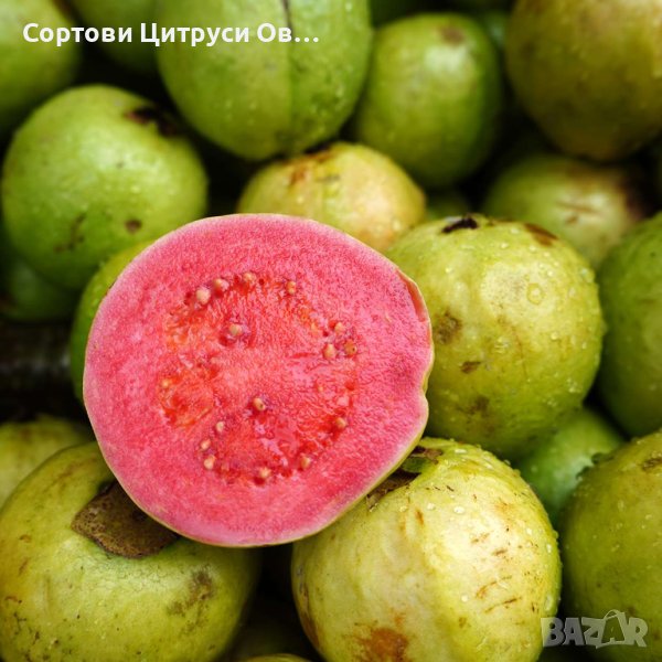 Ябълкова Гуава Червена Жълта, снимка 1