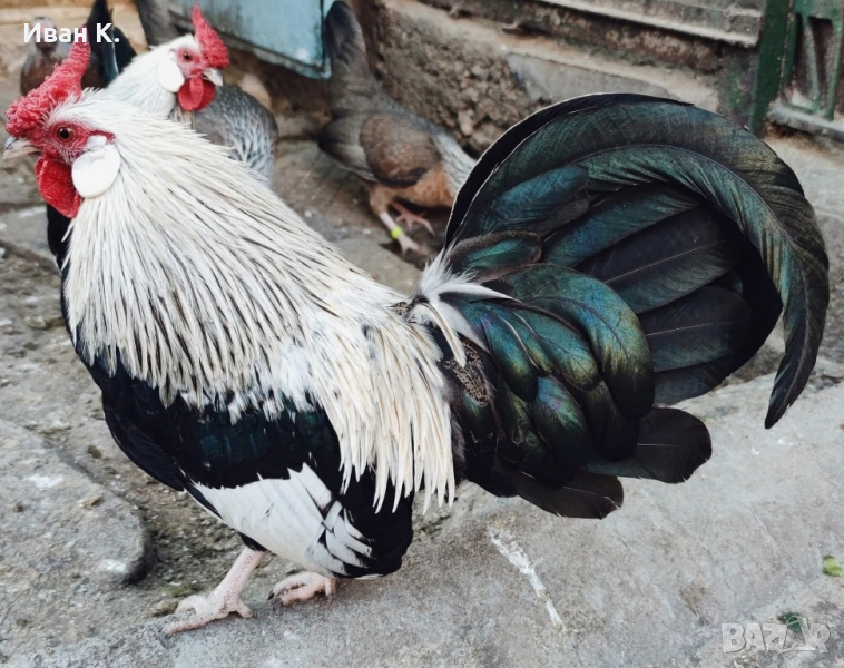 Продавам сребърен Розкомб., снимка 1