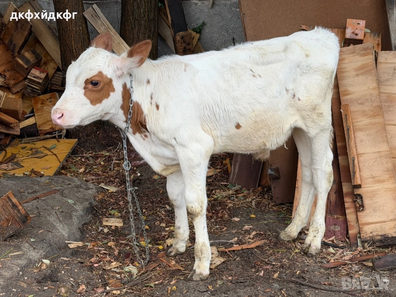 Месодайно теле , снимка 1