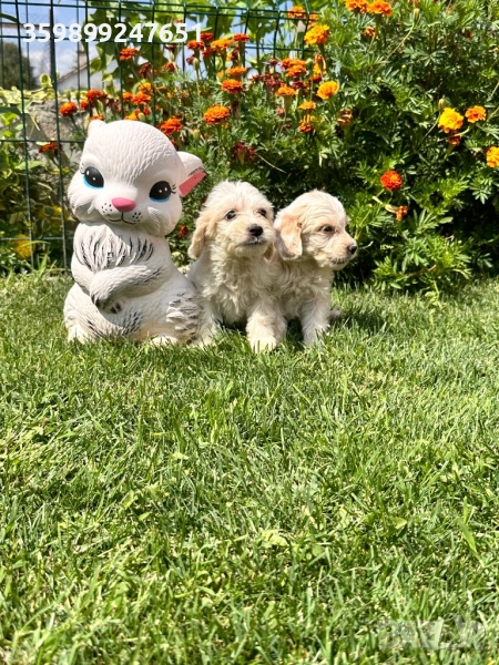 Кокер шпаньол, снимка 1