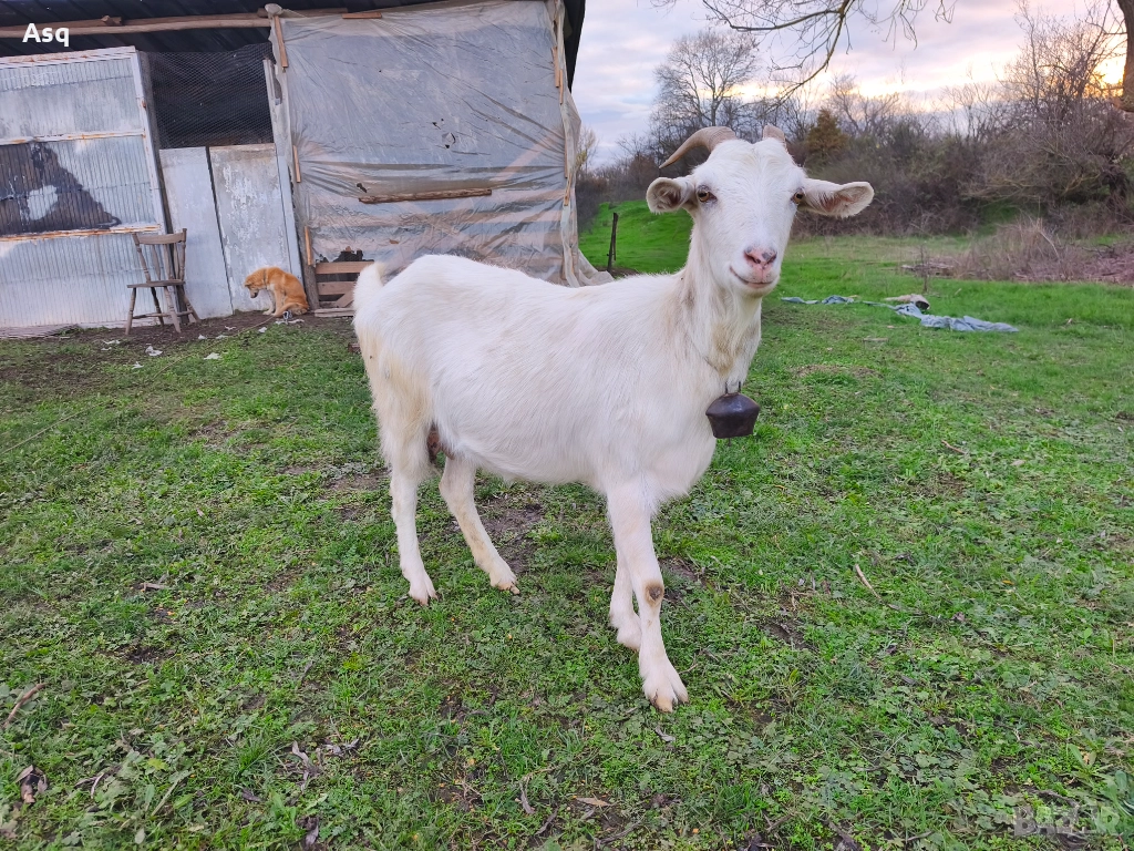 2 кози 3 ярета и пърч, снимка 1