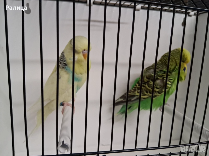 Изложбени вълнисти, снимка 1