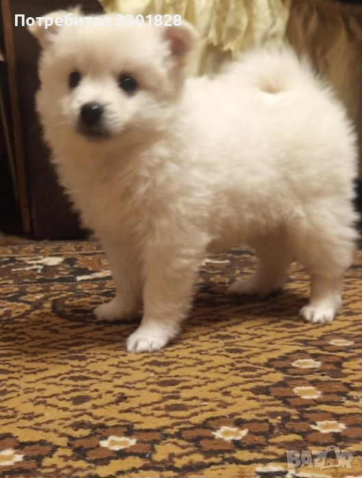 Мини шпиц, снимка 1