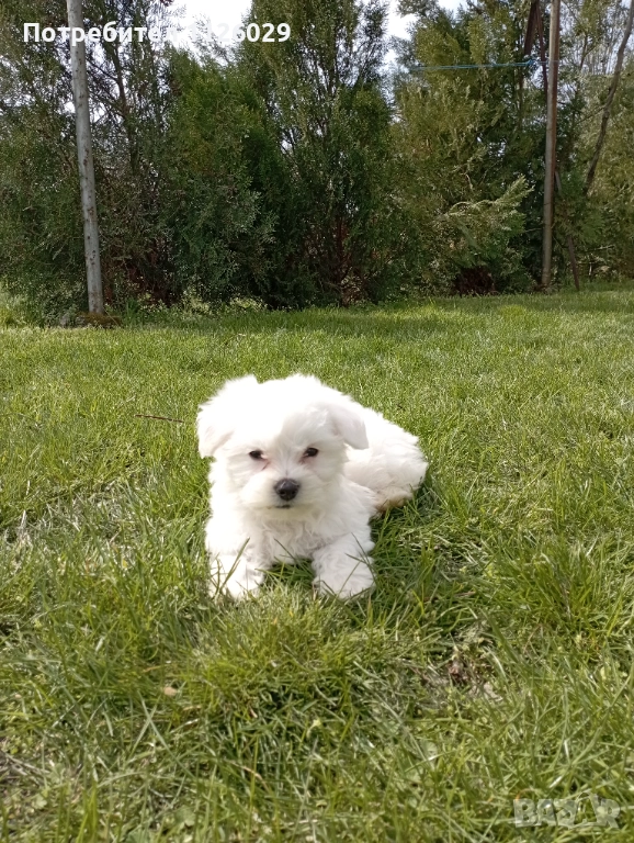 Малтийска болонка момиче , снимка 1