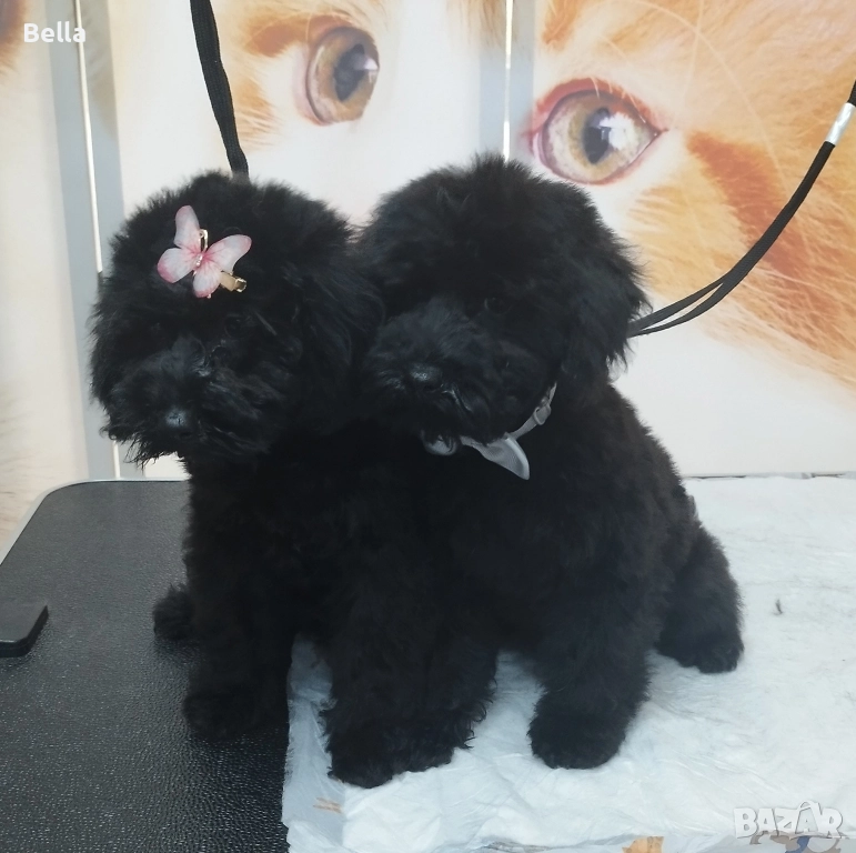 Мини пудел , снимка 1