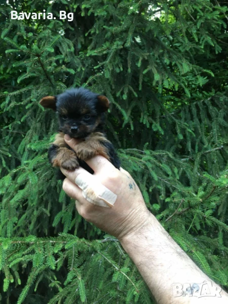 Супер мини Йорки Доставка , снимка 1