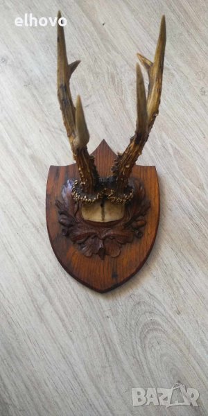 Еленови рога , снимка 1