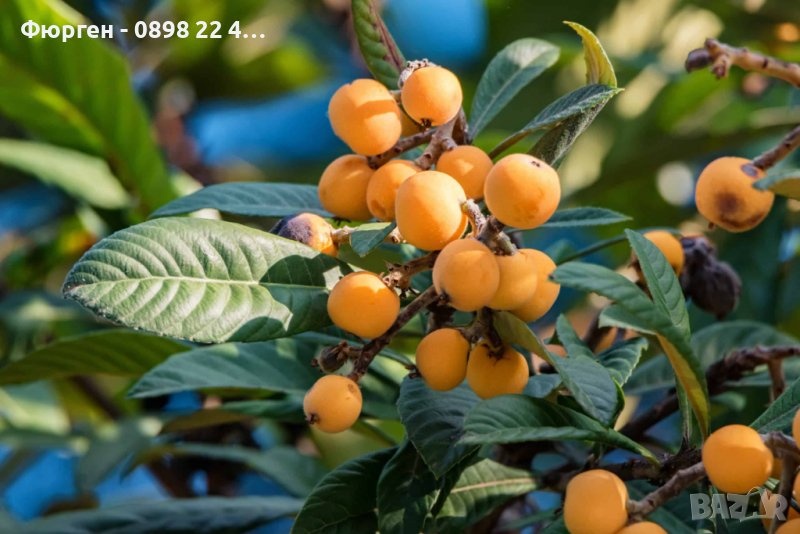 Японска мушмула (Eriobotrya japonica, Loquat) Размер 10-20см за 12лв и около 80см за 35лв  , снимка 1