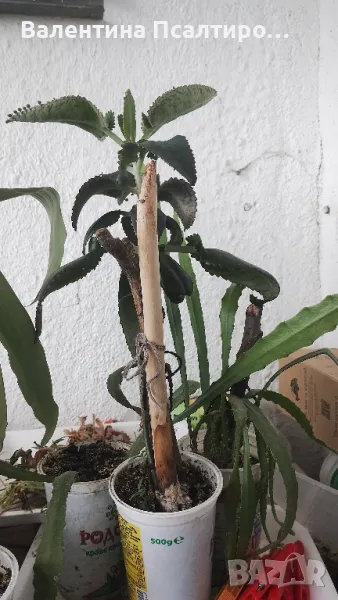 Каланхое дегреминтиана , снимка 1