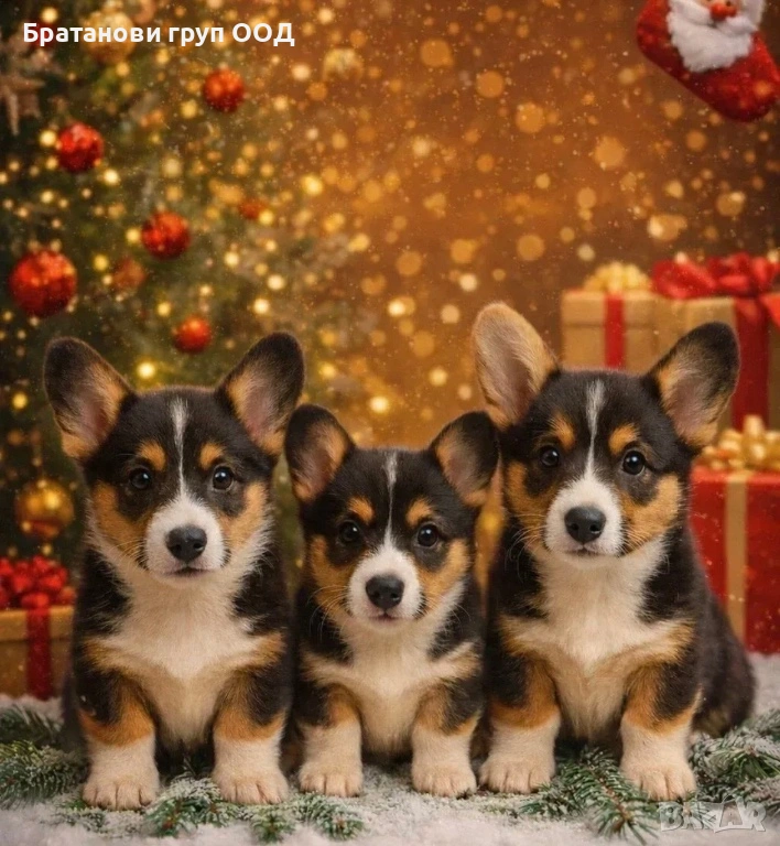 Уелско Корги, снимка 1