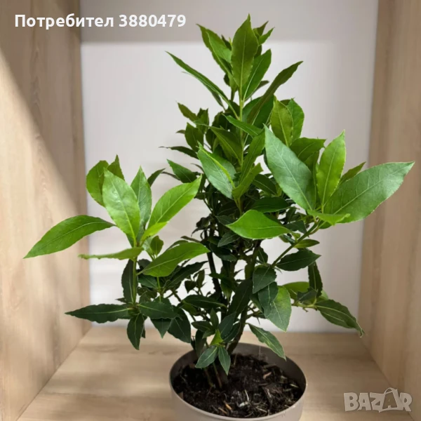 Саксийно дафиново дърво - 25 sm , снимка 1