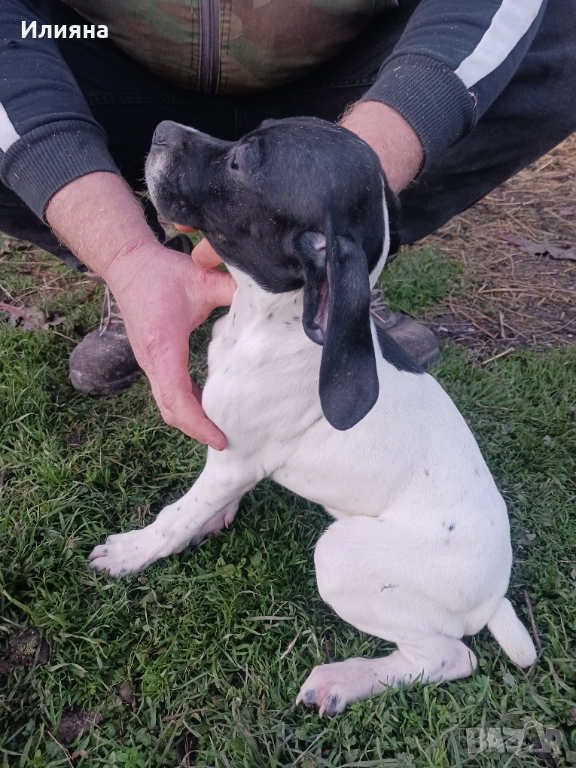 Пойнтери, снимка 1