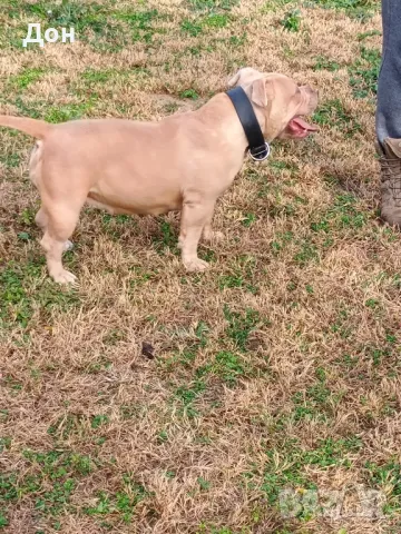 Американско Були покет , снимка 7 - Американски стафордширски териер - 40457899
