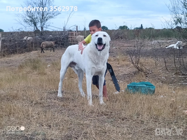 САО Алабай , снимка 3 - Алабай - 53299923