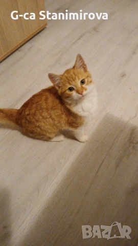 Рижав Котарак