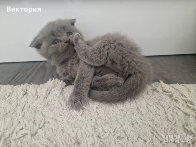Клепоухи шотландки, снимка 7 - Британска късокосместа - 56071362