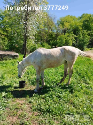 Продавам кобила