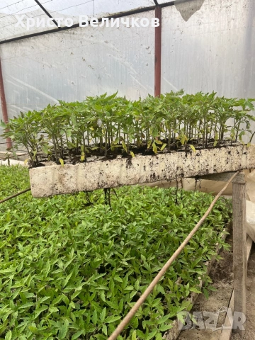 Разсад домати розова магия и червен азия, снимка 5 - Градински цветя и растения - 54022140