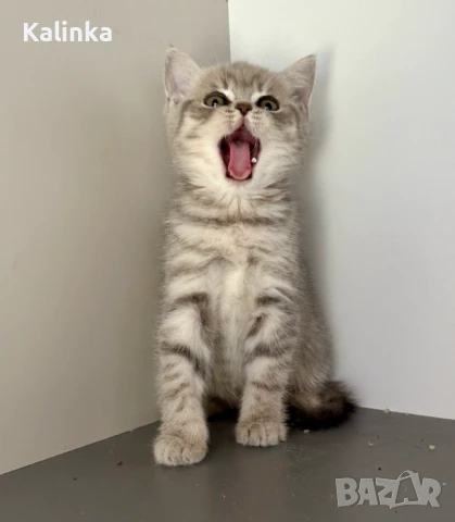 Британско късокосместо таби, снимка 16 - Британска късокосместа - 50895217