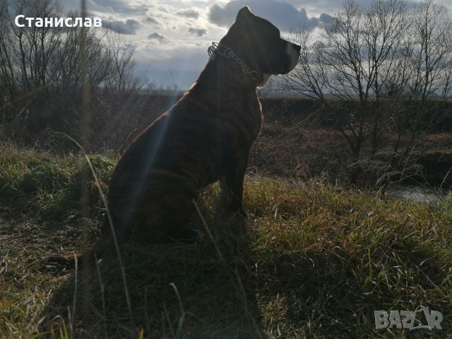 Тигров питбул за разплод ... , снимка 5 - Питбул - 31691648