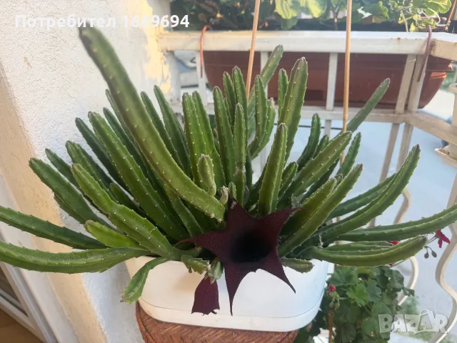 Продавам Stapelia, снимка 2 - Стайни растения - 55969415