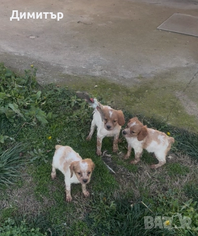 Бретон шпаньоли, снимка 2 - Шпаньоли - 52805739