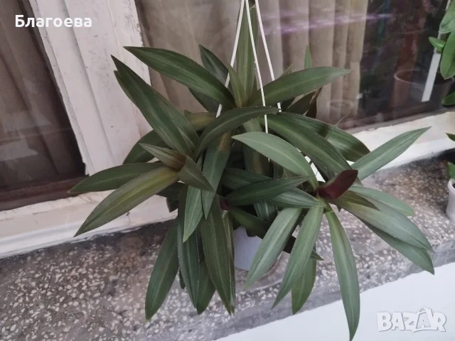 Традесканция Рео, снимка 9 - Стайни растения - 54995035