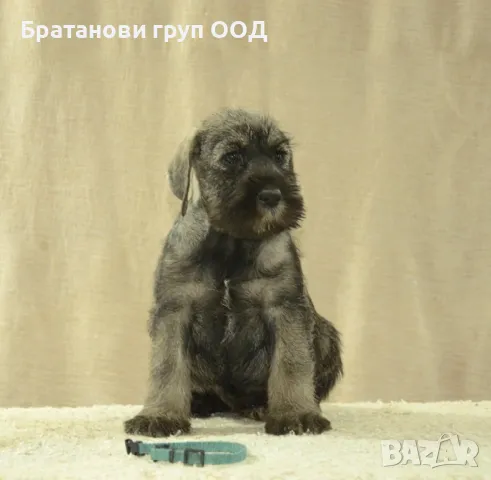 Среден Шнауцер женски кученца, снимка 6 - Други - 49301098