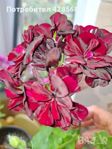 продавам тези сакъсчета от снимките,, снимка 1