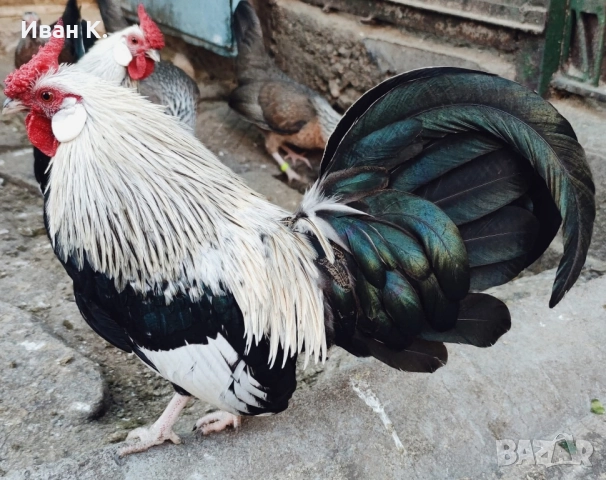 Продавам сребърен Розкомб.