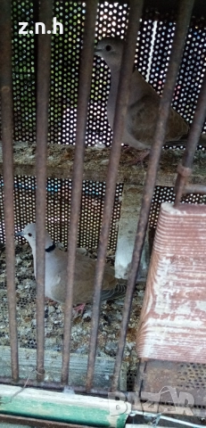  Пеещи гугудки скумрийки, снимка 5 - Патици и гъски - 51812986