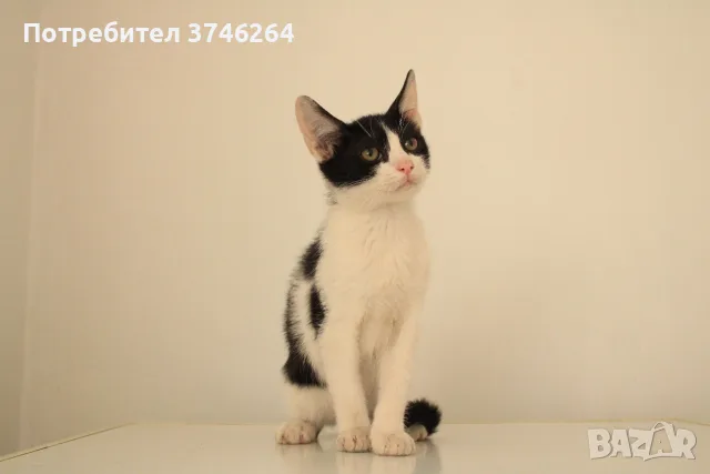Мая СПЕШНО търси дом, снимка 3 - Други - 56524684