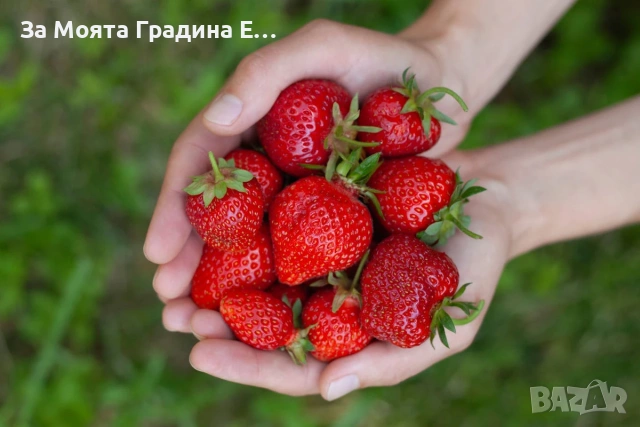 Ягода - Каскадна 24 сорта, снимка 8 - Градински цветя и растения - 54020780