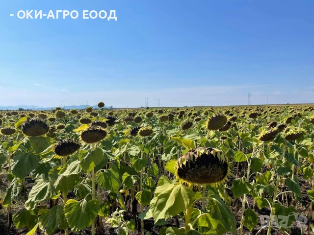 Фуражи / Зърна - Пакетирано / Насипно - Големи и малки количества, снимка 8 - Други стоки за животни - 50679841
