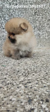 Померан момче , снимка 2 - Померан - 50159998