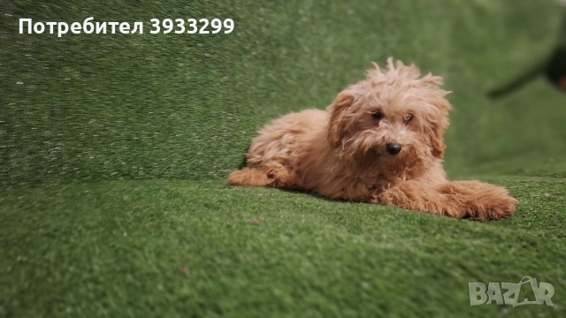 Пудел той пуделчета , снимка 2 - Пудели - 51947182